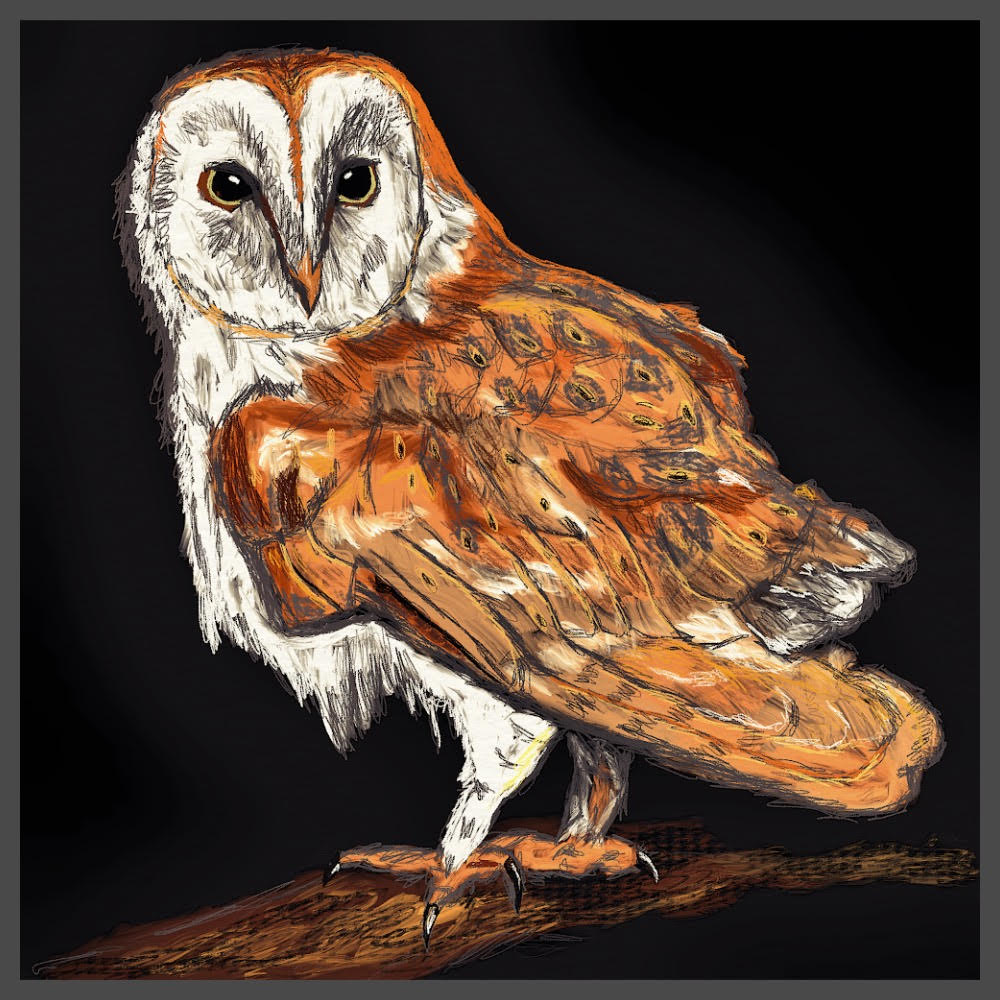 Barn Owl
