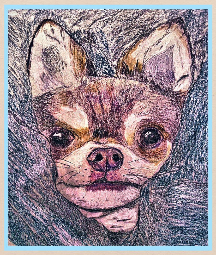 Chihuahua In Blanket